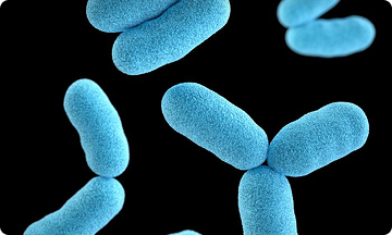 Bacteria Corynebacterium diphtheriae