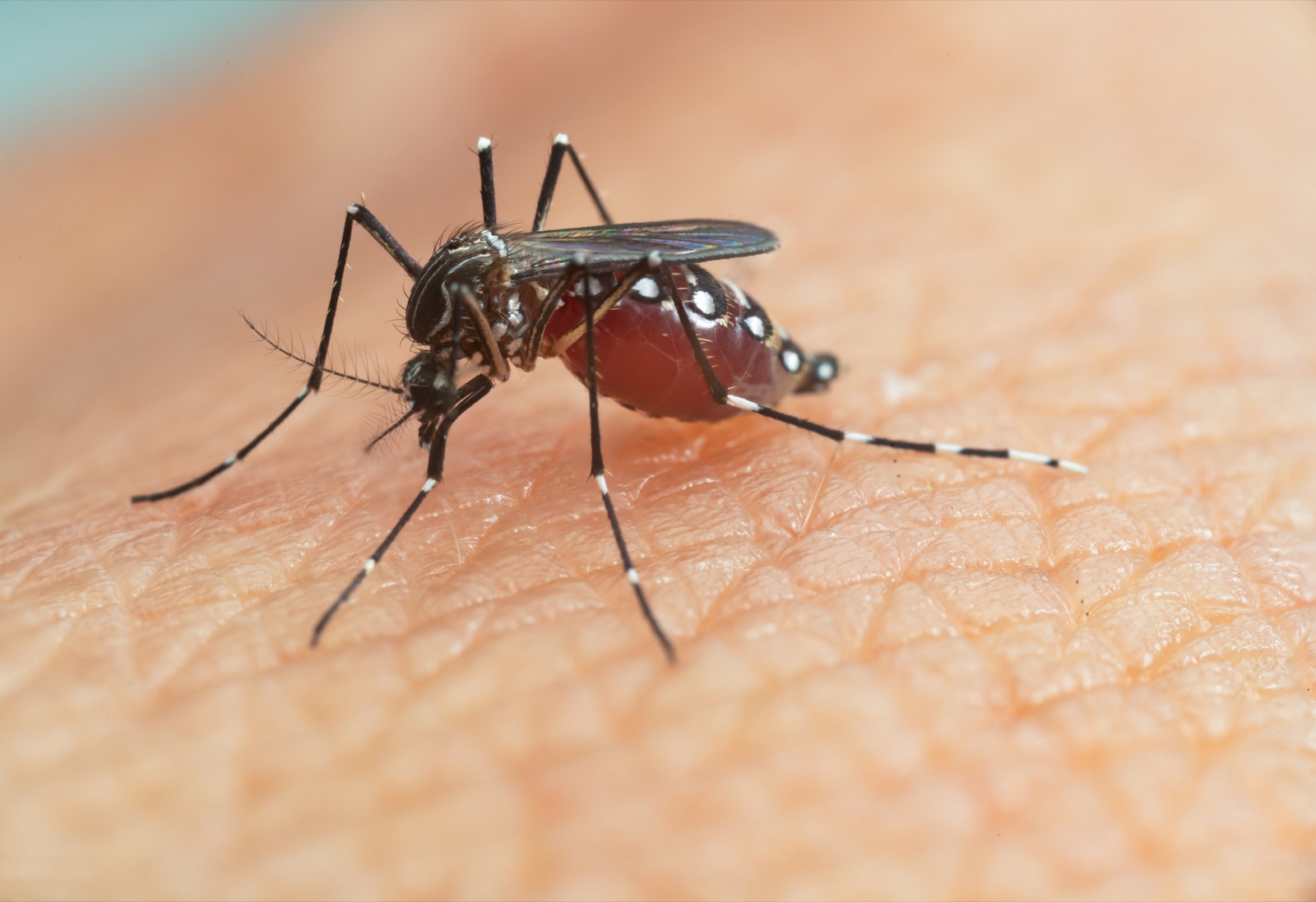 Mosquito del género Aedes