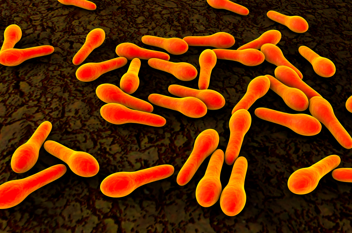 Bacteria Clostridium tetani