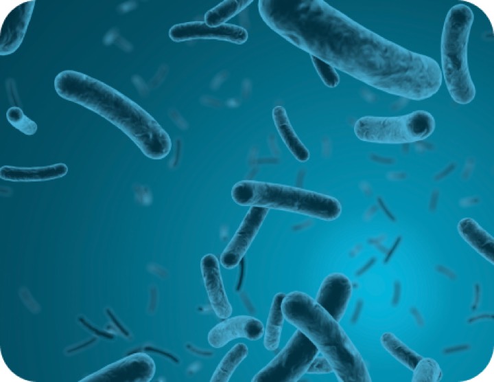 Bacteria Bordetella pertussis