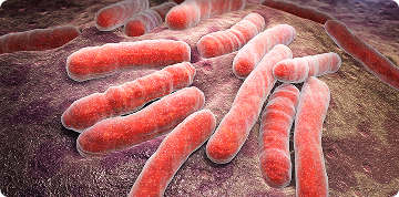 Bacteria Mycobacterium tuberculosis